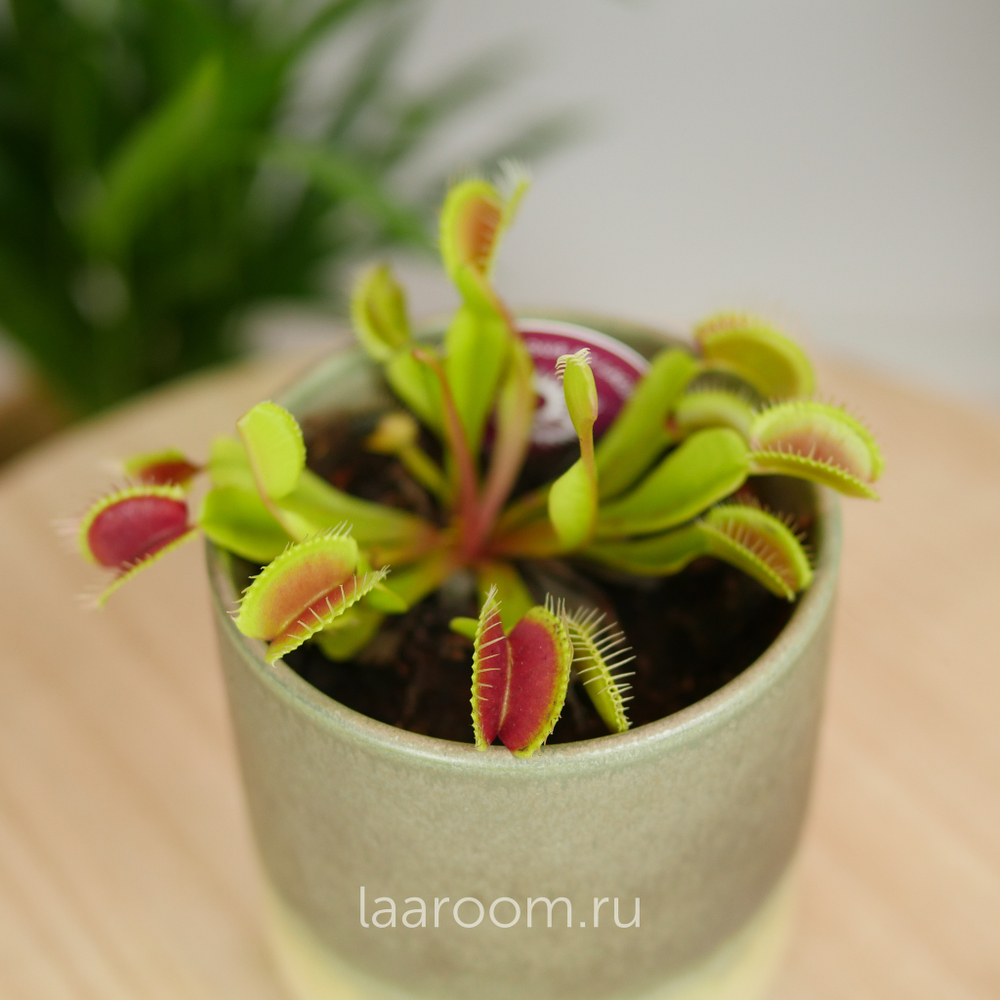 Дионея Мусципула 9/15 Мухоловка