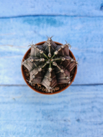 Gymnocalycium Friedrichii (Гимнокалициум)