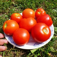 Помидоры Sun Sardegna - Солнце Сардинии