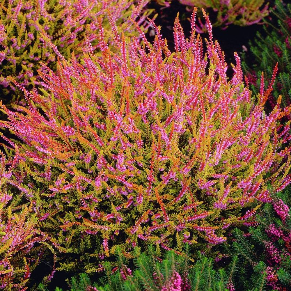 Вереск Боскуп