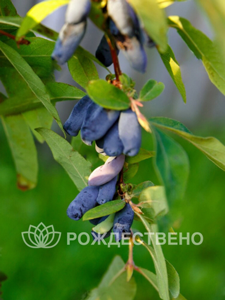 Жимолость Нимфа