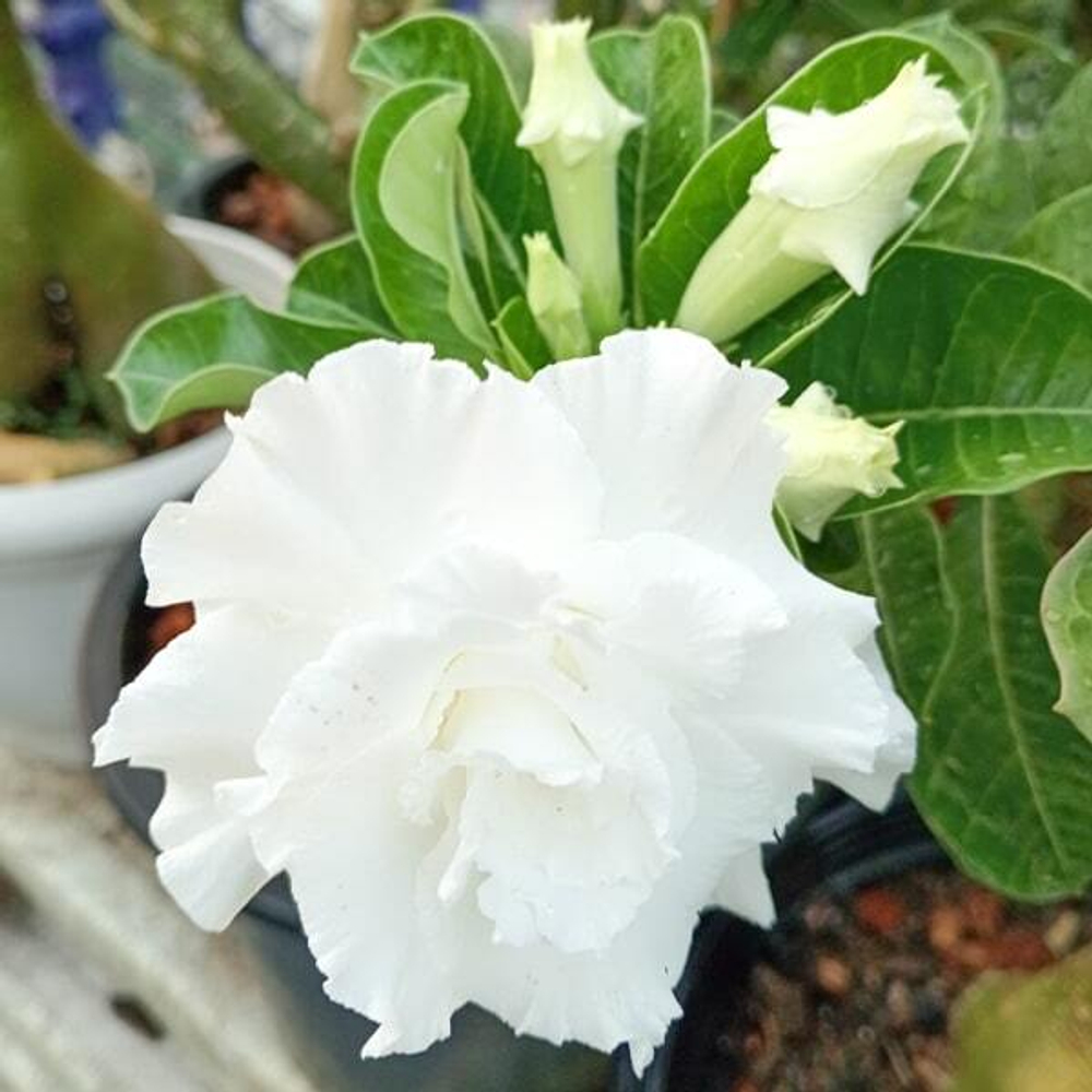 Адениум обесум SNOW