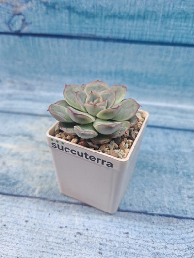 Echeveria Mystery (Эхеверия)