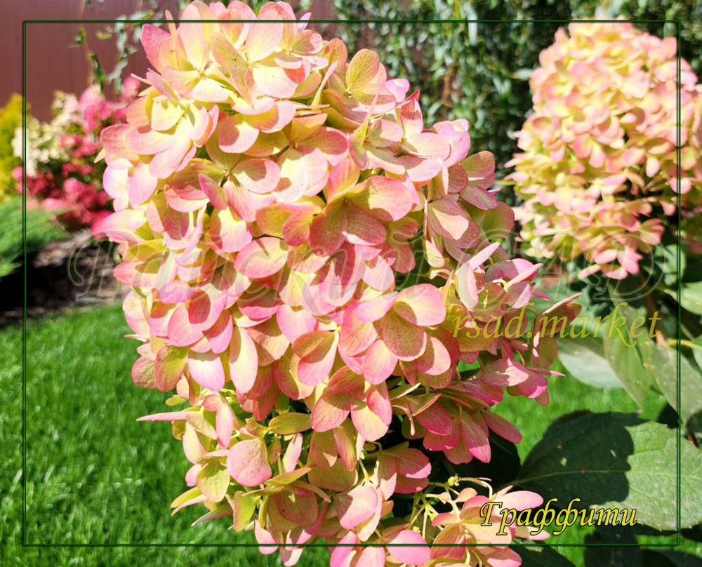 Гортензия метельчатая Граффити (Hydrangea paniculata `Graffiti`)