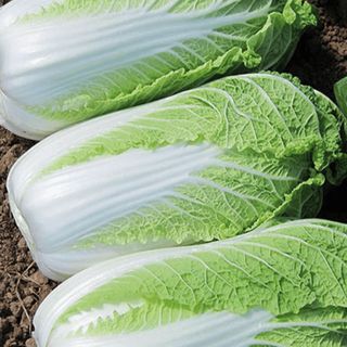 Капуста пекинская Эндуро  F1  100 (семян)