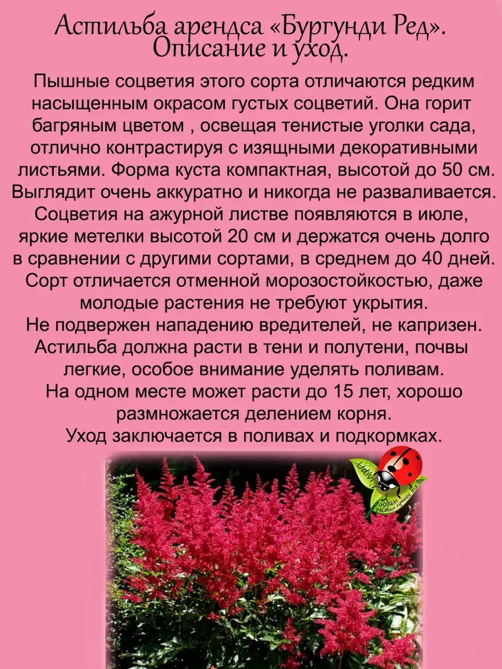 Астильба Бургунди Ред