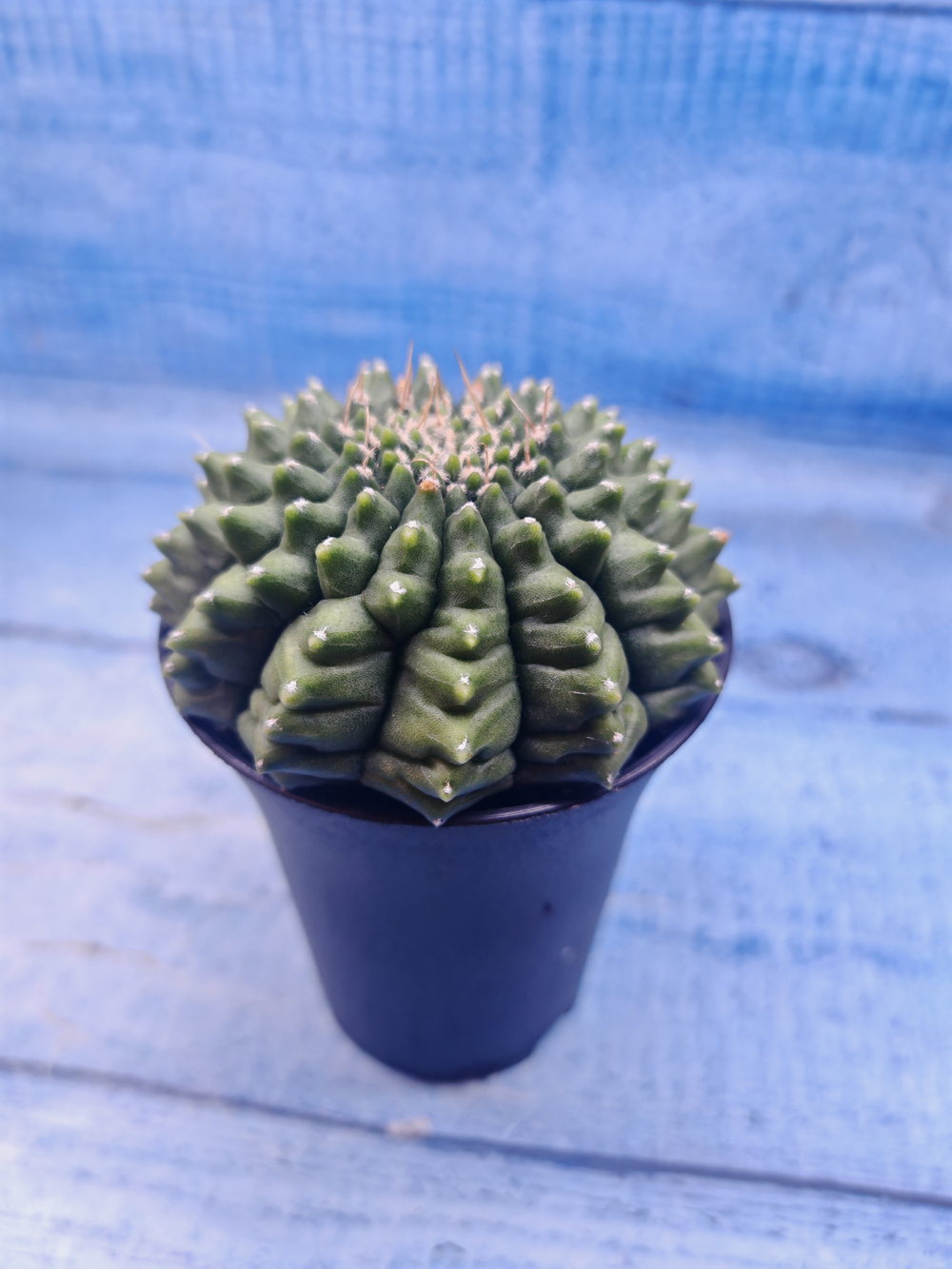 Gymnocalycium Spineless (Гимнокалициум)