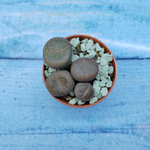 Lithops sp. (Литопсы)