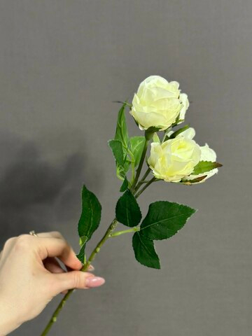 Роза кустовая белая (h38 см)