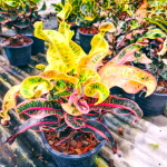 Кротон PT25 AS SILK