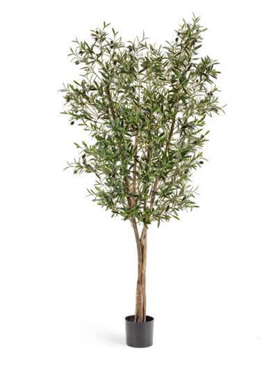 Олива Нэйчерел с плодами, в-120 см, 150 см, 180 см