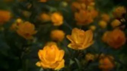 Купальница(трава)