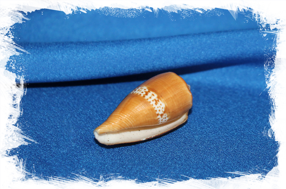 Конус кокинеус (Conus Coccineus)