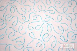 Шаблон для стежки "Свободная - 1" малый (арт. T16)