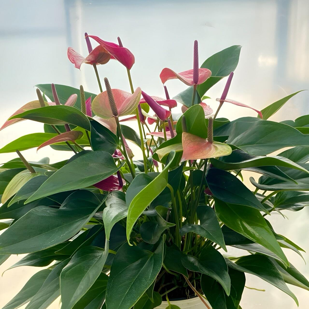 Антуриум Андрэ CIRANO