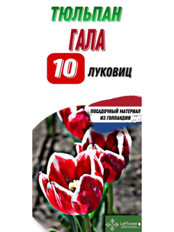 Тюльпан Луковица, Гала, 10шт