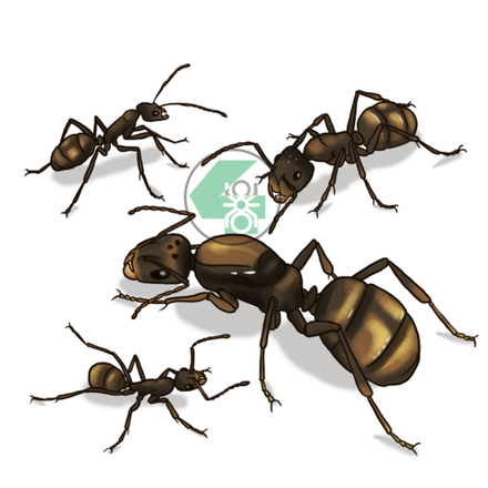 Комплекты с муравьями Camponotus parius