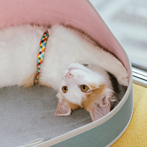 Для котов и кошек