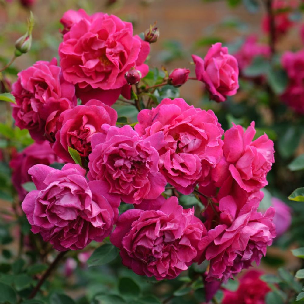 Тэм О Шентер (Tam O'shanter)