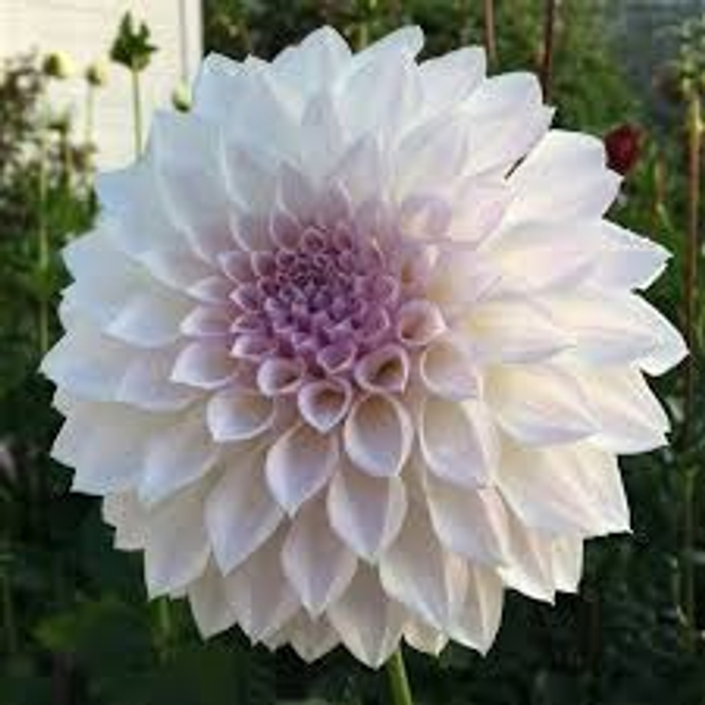 Георгин KA's Bella Luna