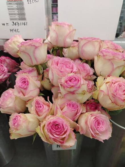 15 роз эсперанс в упаковке