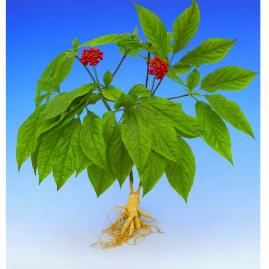 Paul Mitchell REGENIPLEX Scalp Care Shampoo Бессульфатный шампунь с комплексом Regeniplex