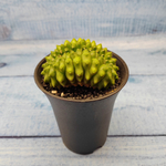 Gymnocalycium Spineless Crested form (Гимнокалициум Кристатный)