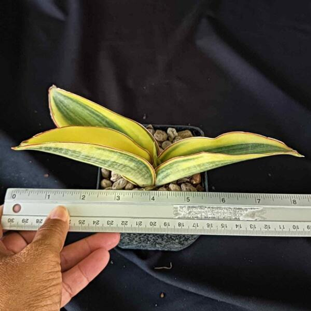 Сансевиерия FORKSKAOLIANA VAR