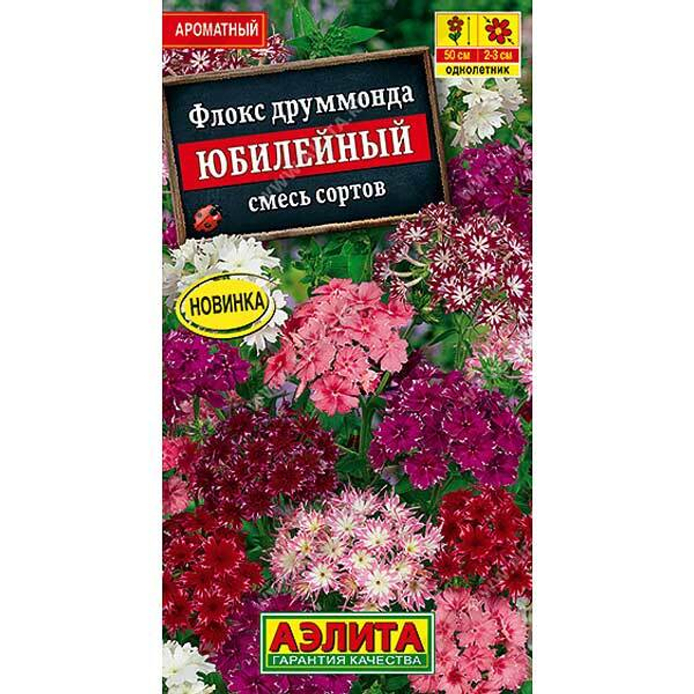 Флокс Юбилейный Аэлита Ц