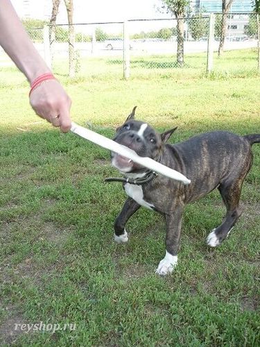 Дрессировка