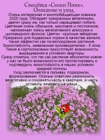 Смолевка Силки Пинк ампельная