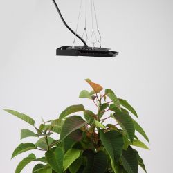 Фитопрожектор для растений светодиодный ЭРА FITO-50W-LED-BLUERED для цветения и плодоношения 50Вт красно-синего спектра