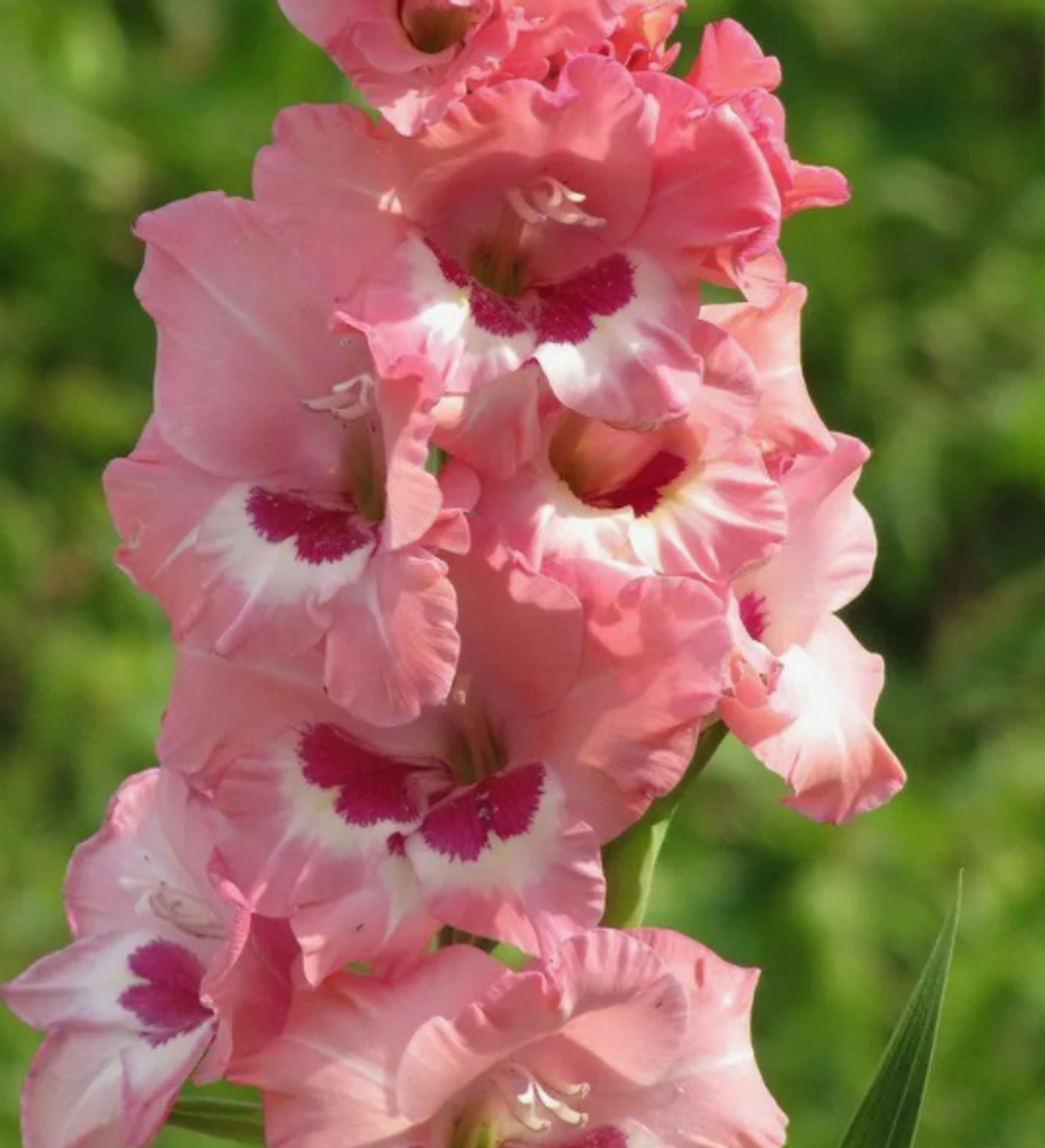 Гладиолус крупноцветковый Вайн Розес луковица март 2026