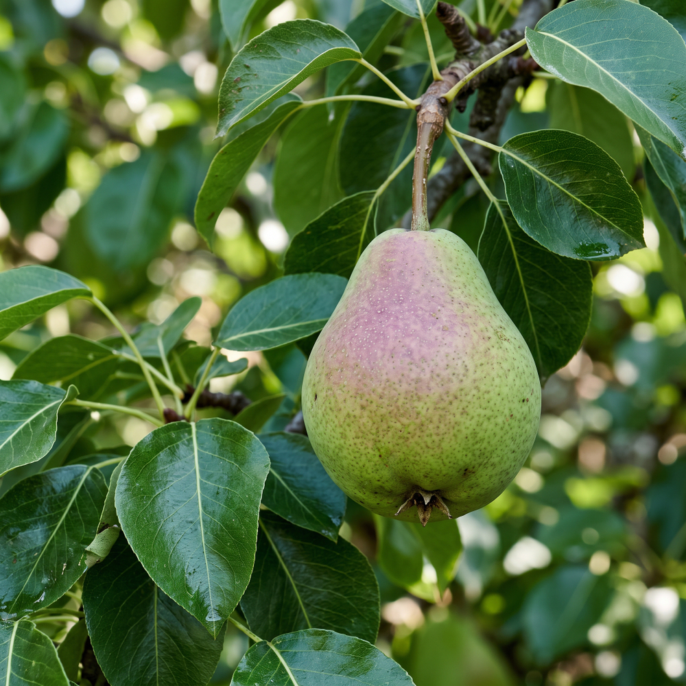 Отдушка CS - Садовая Груша (Orchard Pear)