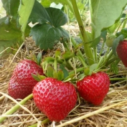 Земляника садовая Сельва Р9 Закупка М65 май-июнь 2026