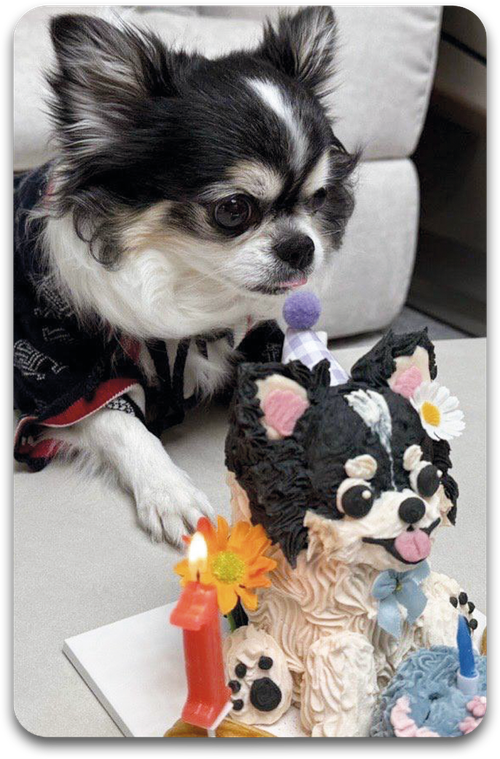 Карта / STRAY KIDS #2495