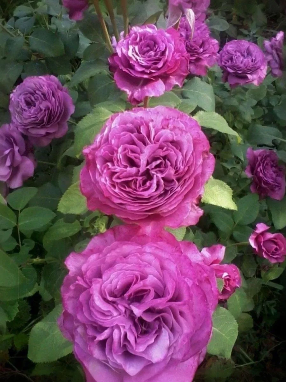 Роза чайно-гибридная Клод Брассер