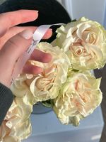 Роза кудрявая нежная одноголовая