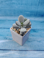 Сotyledon Orbiculata (Котиледон)