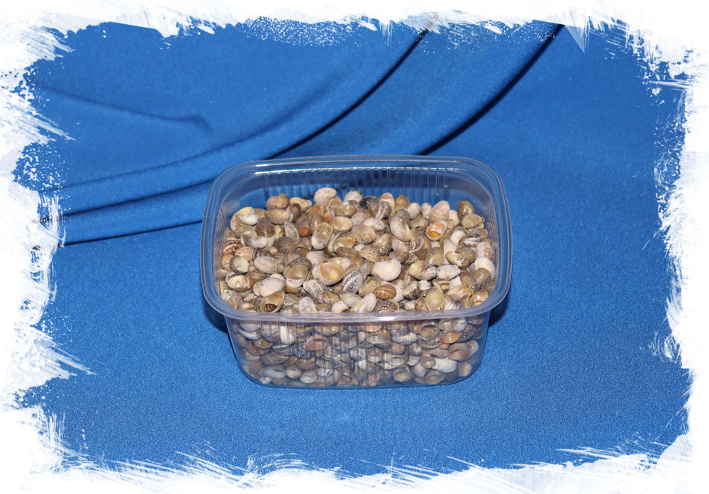 Мелкие морские ракушки для поделок