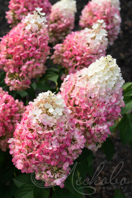 Гортензия метельчатая Pinky Promise
