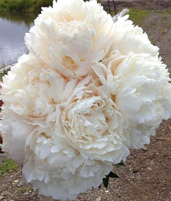 Пион Генри Сасс 3-5 почек Закупка М81 октябрь 2026