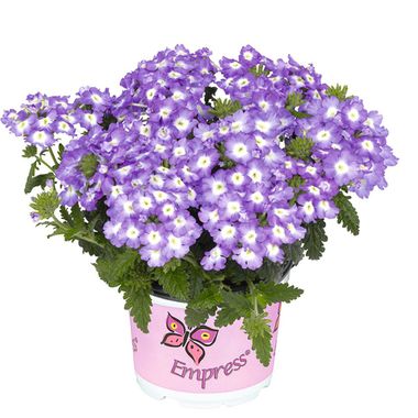 1580 Вербена EMPRESS FLAIR BLUE CHARME (ВЕСНА 2025)
