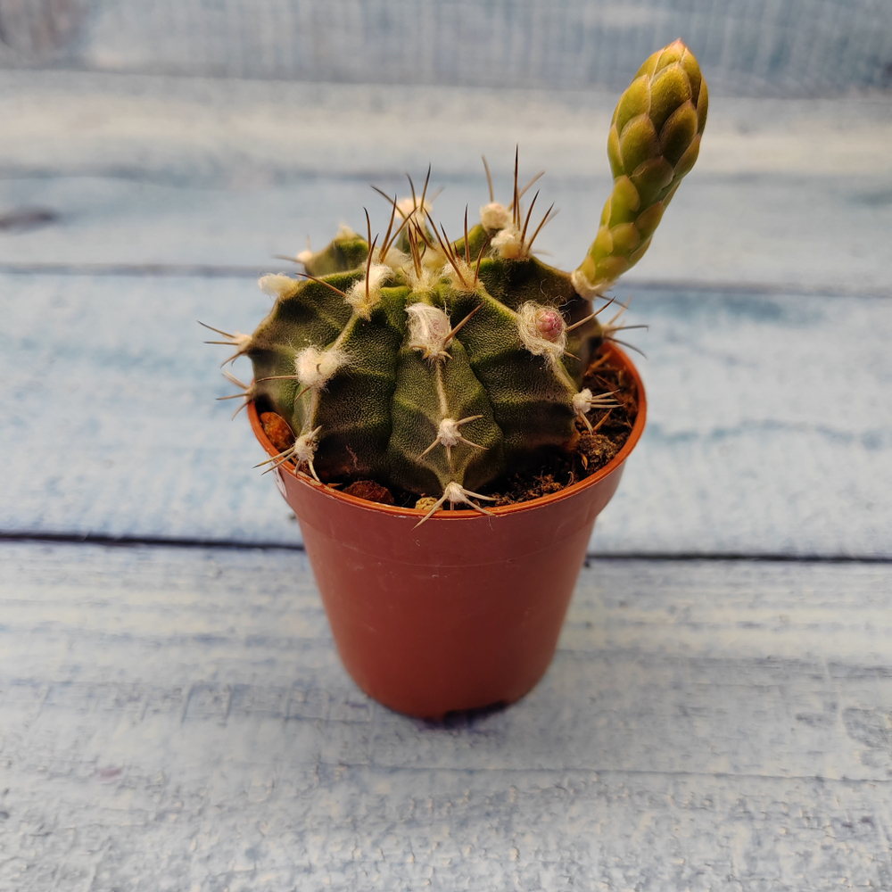Gymnocalycium Friedrichii (Гимнокалициум)