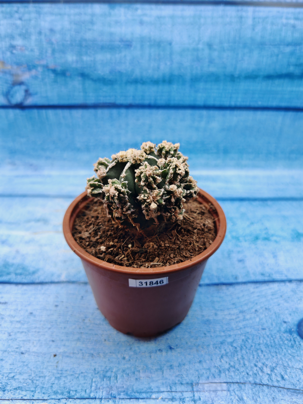 Astrophytum Myriostigma "Hakujo Fukuryu" (Астрофитум)