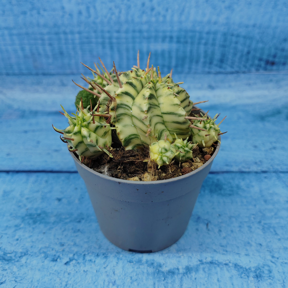 Euphorbia meloformis f. Variegated (Эуфорбия вариегатная)