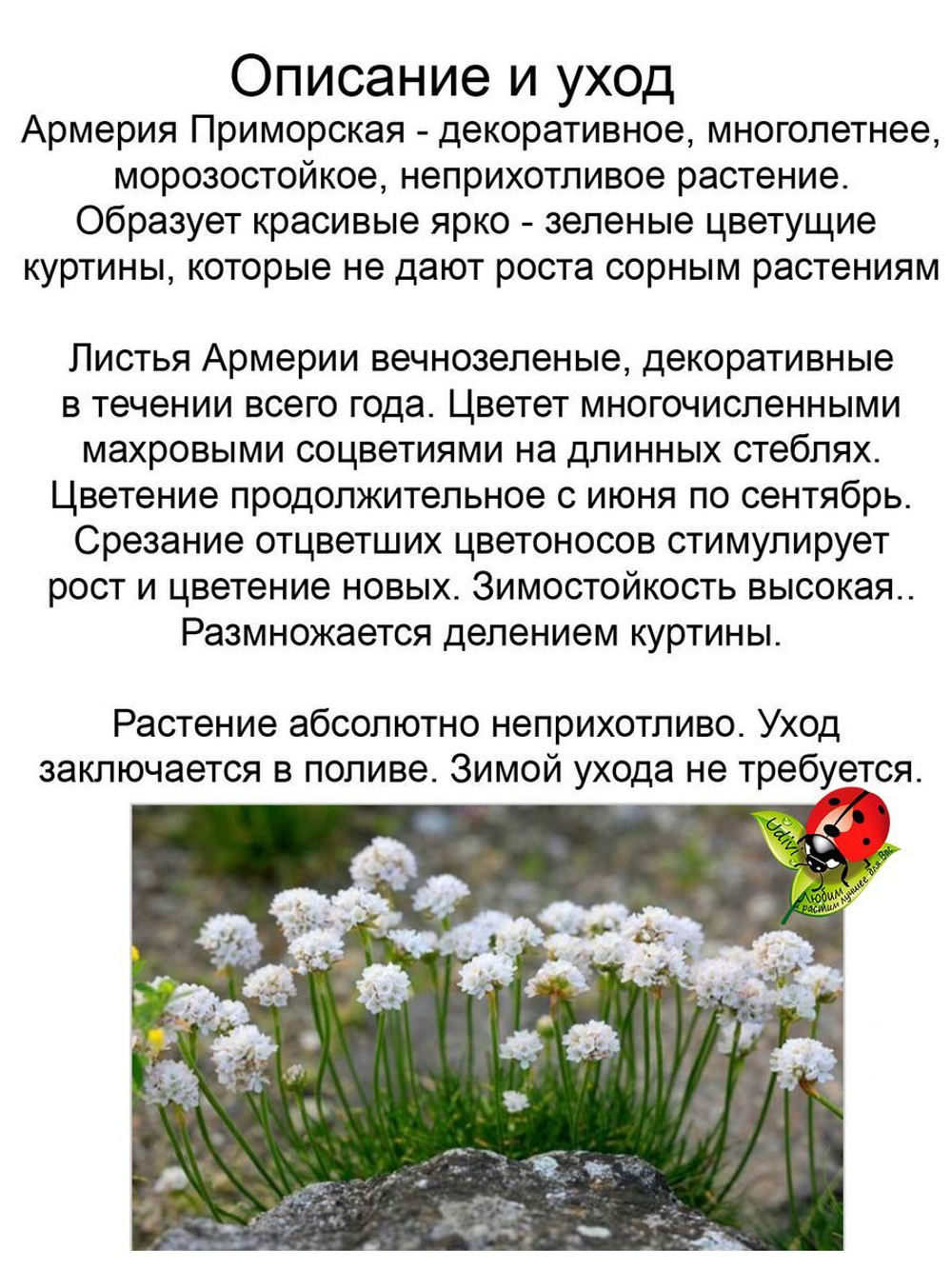 Армерия приморская белая
