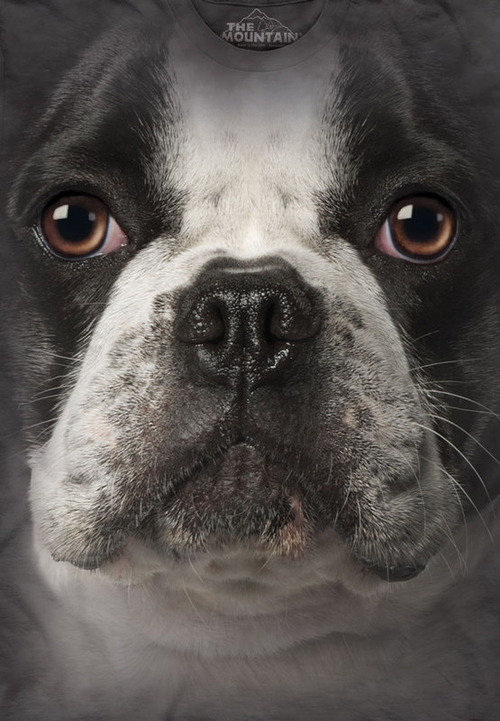 Футболка Mountain с изображением французского бульдога - French Bulldog Face