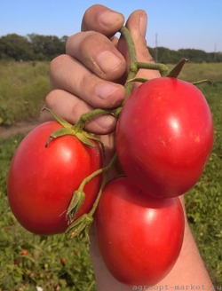 Томат Фрегатта F1 10шт Мировые Семена VITA GREEN