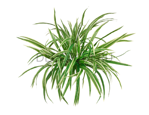 Хлорофитум бело-зелёный куст большой в-45, д-70 см 12/72 20.1193N